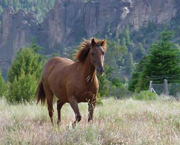 Científicos Argentinos logran elegir el sexo de los caballos, cuando son un embrión