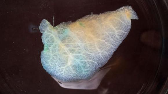 Investigadores Argentinos dieron el primer paso hacia un hígado artificial