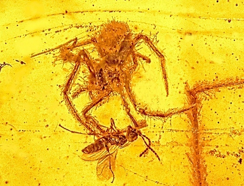 Hallan araña atacando a una avispa en fósil de 100 millones de años