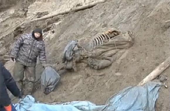 Mamut ´Eugenio´, lanudo y con joroba descubren en la tundra de Taymur