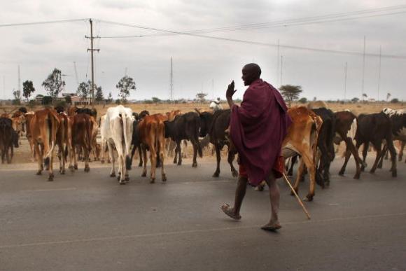 Tribu Masái enseña a conocer y controlar enfermedades de los animales