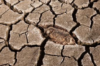 Altas temperaturas causaron extinción masiva en los trópicos del pasado