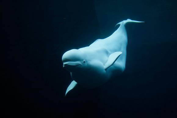 Ballena blanca Noc demostró imitar voces humanas