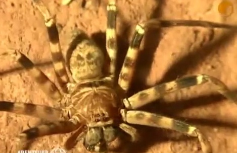 Descubren araña gigante con patas de 33 centímetros en Laos