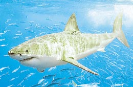 Científico Argentino descubre el ancestro del gran tiburón blanco en el Atlántico Sur