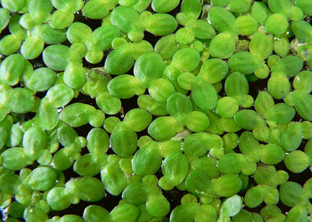 Investigadores Argentinos experimentan con plantas acuáticas que extraen metal del agua