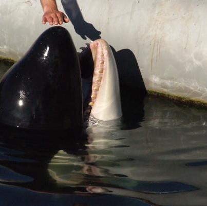 Las orcas en los mares de Rusia son capturadas en secreto, denuncia ONG