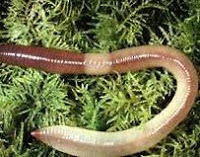 Científicos Argentinos comprueban que las lombrices de tierra detectan el deterioro del suelo