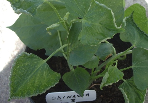 Investigadores Argentinos del INTA descifraron el genoma de un nuevo virus que afecta al cultivo de la batata‏