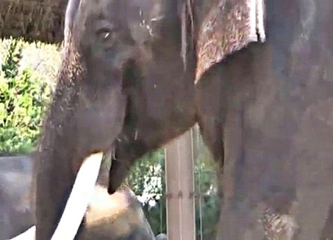 Elefante Koshik en Corea imita las voces humanas