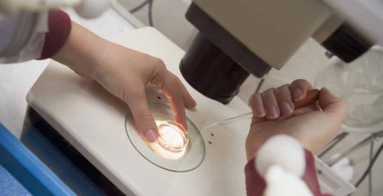 Investigadores Argentinos descubrieron el rol de diferentes moléculas para que la implantación del embrión sea exitosa