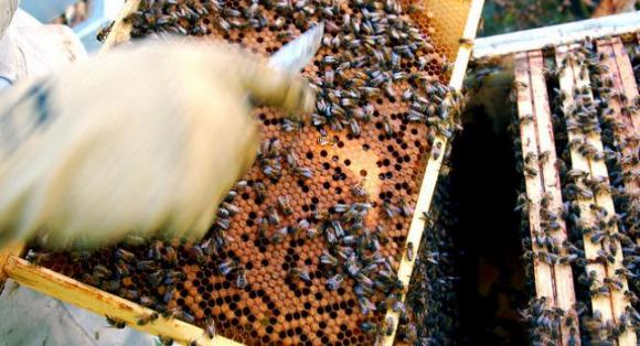 Antibióticos están matando a las abejas y no los parásitos, sostienen científicos