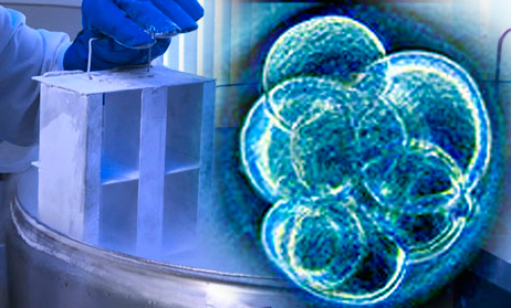 Investigadores Argentinos utilizan la criopreservación con el fin de mejorar la obtención de embriones bovinos