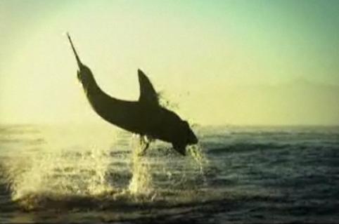 Tiburones