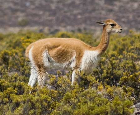 Investigadores Argentinos desarrollan tecnología de punta para el seguimiento de vicuñas en la Puna