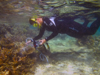 Corales piden auxilio a los peces, frente ataques de algas tóxicas