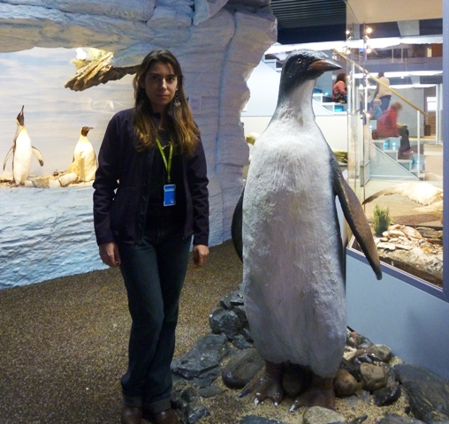 Paleontólogos Argentinos hallaron un pingüino gigante de más de dos metros