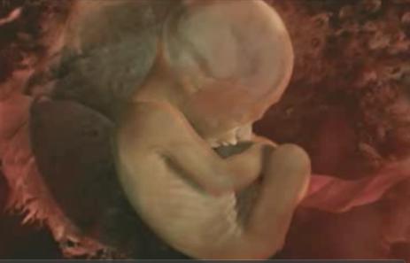 El milagro de la vida