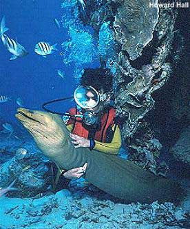 Estudiantes Argentinos usaron el pez llamado la “morena”,para detectar sustancias químicas contaminantes