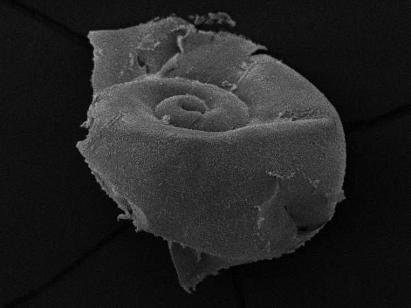 Conchas de caracoles en la Antártica se deshacen ante acidificación en los océanos