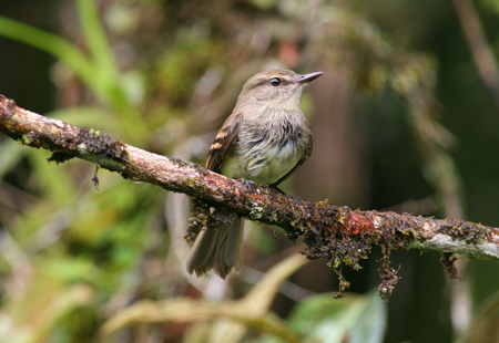 Aves aprenden nuevos cantos para adaptarse al ruido urbano
