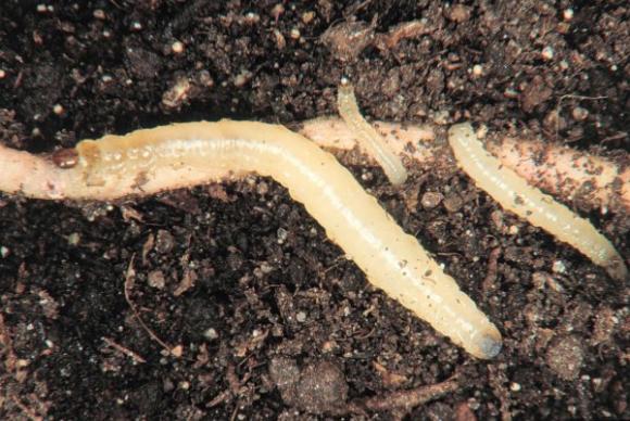 Hallazgo científico Argentino para el control de una peligrosa plaga