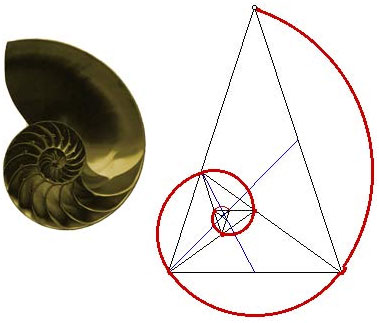 La geometría de Dios y el número Phi