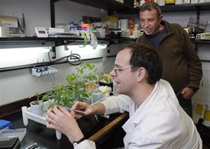 Investigadores Argentinos descubren un multifacética proteína que entrega a las plantas resistencia a las sequías‏