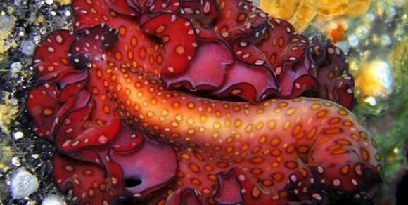 Grupo de biólogos descubre nuevos animales en el fondo del mar