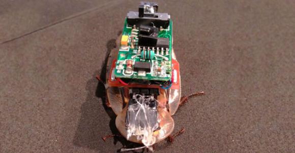 Video: Crean una cucaracha cibernética controlada por Twitter