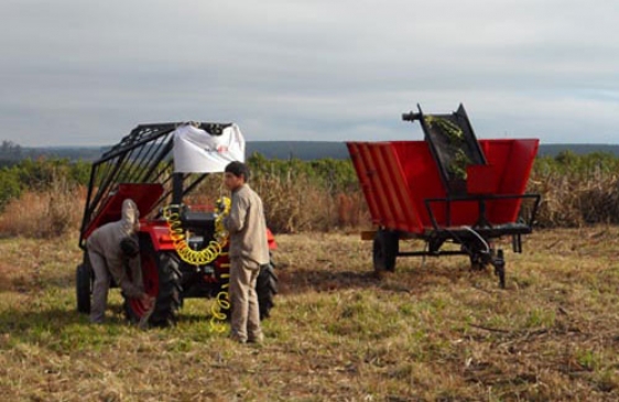 Argentinos crean en una cosechadora de yerba mate