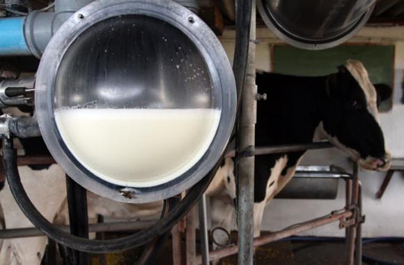 Investigadores Argentinos de la UBA desarrollaron un método rápido, sencillo y barato para detectar adulterantes en la leche