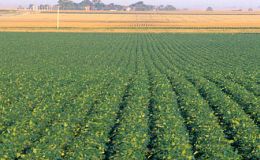 Fuerte repunte de los precios de la soja en Chicago y en la plaza local