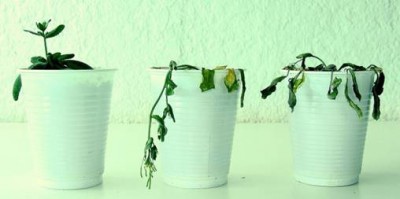 Científicos Argentinos descubren cómo una planta refuerza su resistencia a la sequía