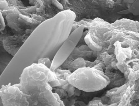 Hallan algas fosilizadas en un meteorito: ¿Es la vida fruto de una siembra extraterrestre?