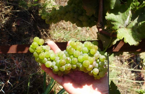 Científicos Argentinos producen un plaguicida sustentable para proteger al vino