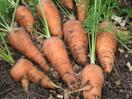 Científicos Argentinos obtienen carotenos y bioetanol de las zanahorias de descarte