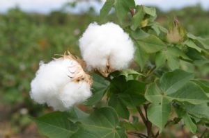 Un algodón captura agua pura del aire