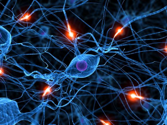 Reprograma tu cerebro: Descubren que una neurona ya diferenciada puede transformarse en otra