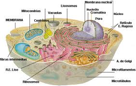Investigadores Argentinos descifran el mecanismo molecular que usa la célula para obtener energía