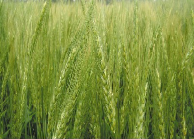 Investigadores argentinos y del exterior secuencian los genomas de dos bacterias beneficiosas para cultivos