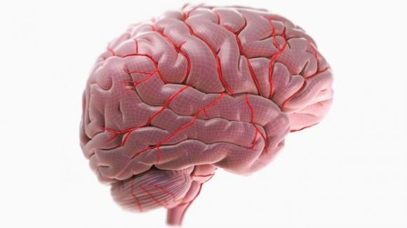 Europa invertirá 500 millones de euros en crear un modelo del cerebro