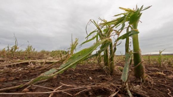 Un jubilado contra Monsanto: se inicia en EE.UU. un histórico juicio
