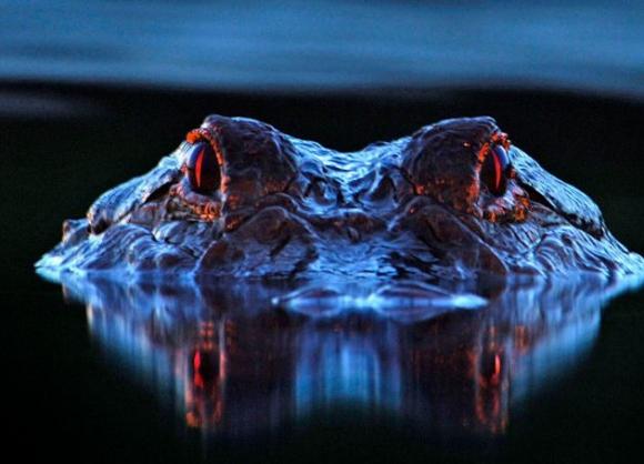 ¡Cocodrilo al acecho!