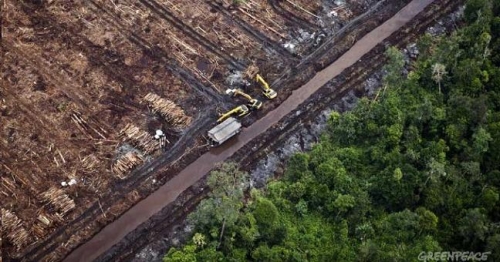 Para Cristina “los árboles son sagrados”, pero se deforestan 26 hectáreas por hora. LOS DATOS SE DESPRENDEN DE INFORMES OFICIALES.