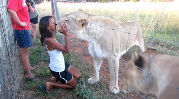 Besos ´de colmillo´: una joven besa en el hocico a dos leonas como si fueran gatitas