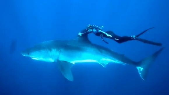 Video: Mujer bucea agarrada ´por amor´ a la aleta de un enorme tiburón blanco en Hawái