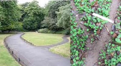 Investigador Argentino estudia el comportamiento de las hormigas, ya que podrían ayudar a resolver problemas de tránsito