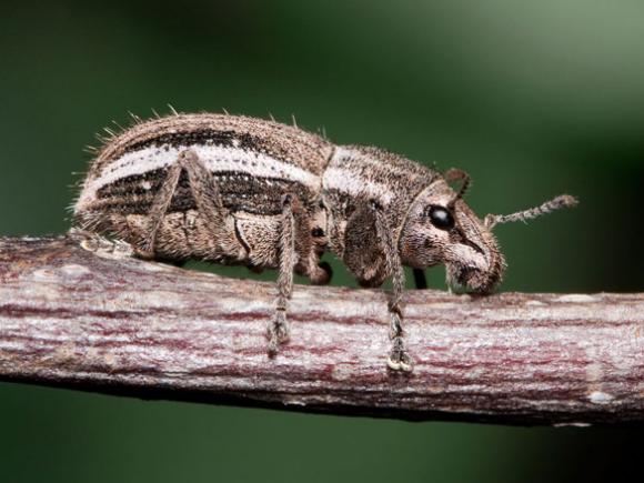 Investigadores Argentinos de la UBA lograron predecir áreas potencialmente aptas para la colonización de insectos