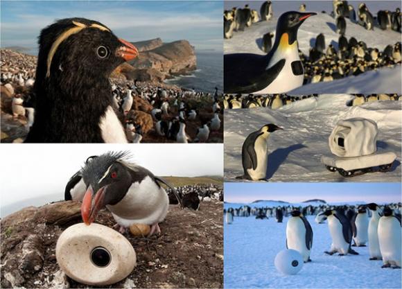 La BBC utiliza cámaras escondidas para documental de pingüinos